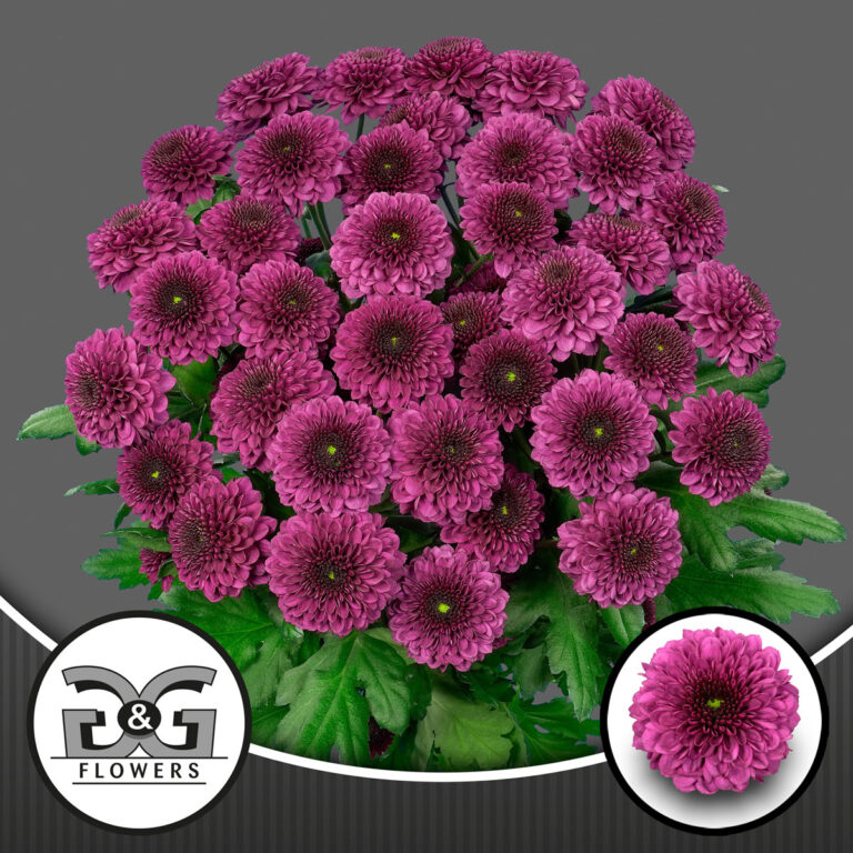 G&G Flowers Pomavera